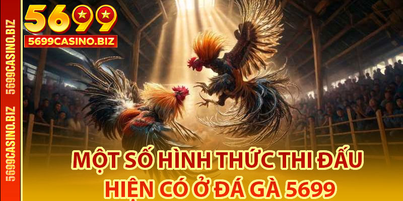 Một Số Hình Thức Thi Đấu Hiện Có Ở Đá Gà 5699